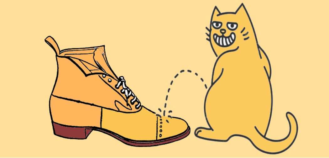 how-to-get-cat-pee-out-of-shoes-loveshoesclub